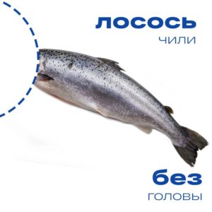 лосось купить доставка лосось купить доставка